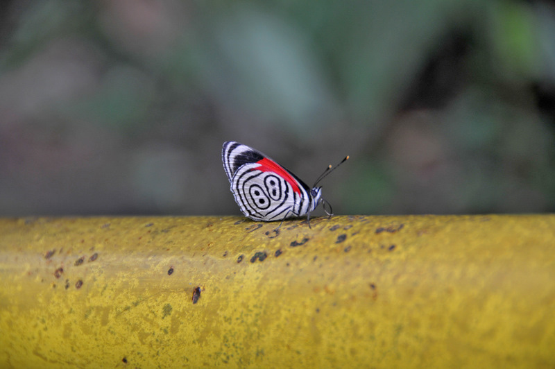 Schmetterling 1