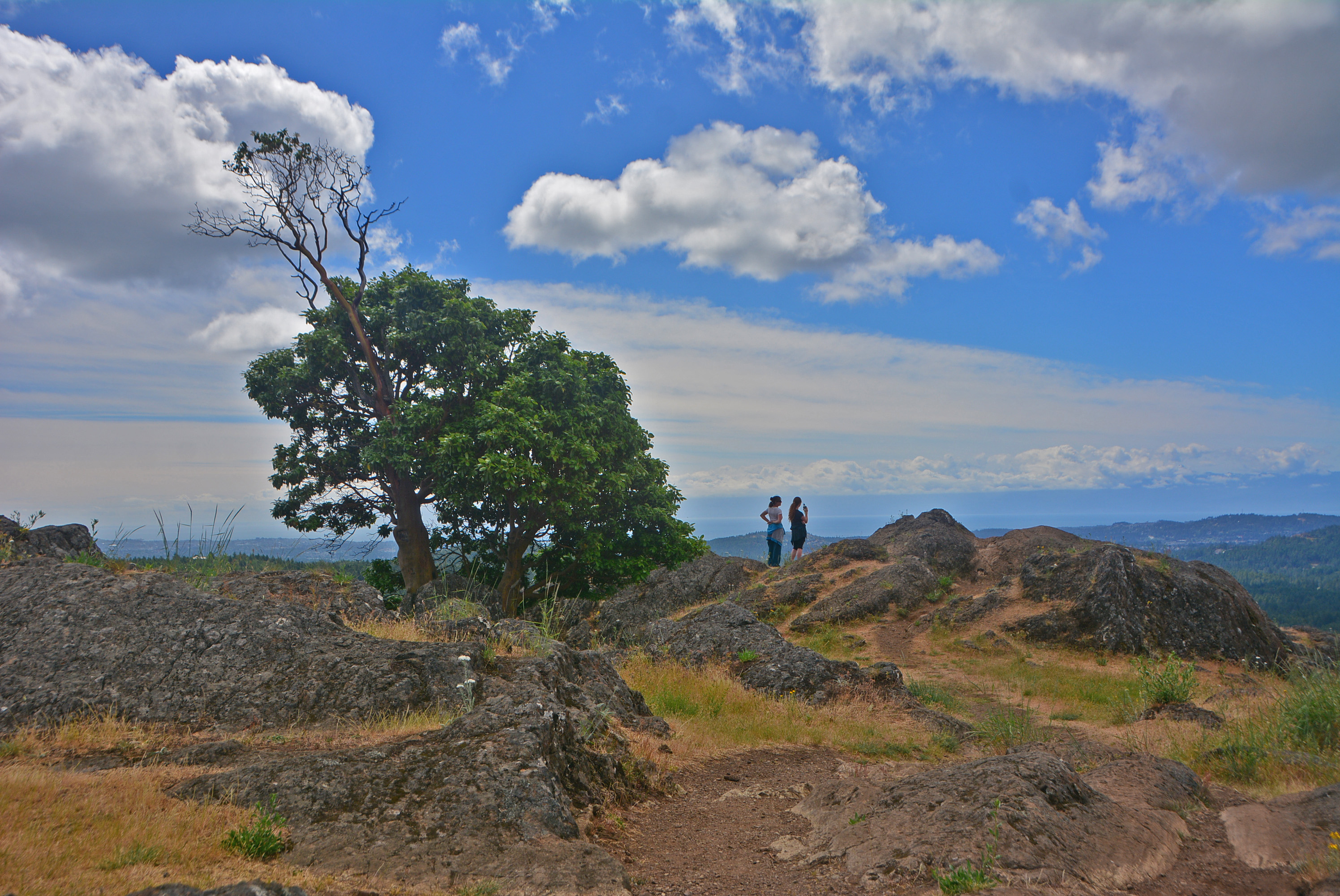 Lone Hill Tree