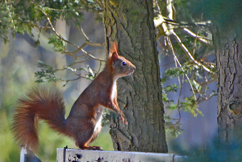 Eichhörnchen